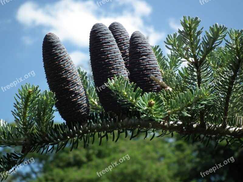 Pine Nature Tree Pine Cone Iglak