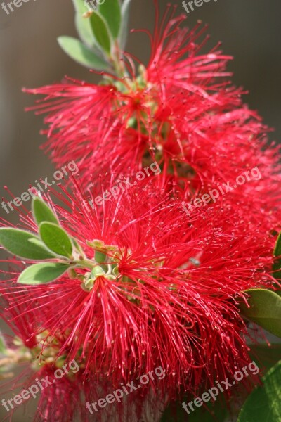 Bottle Brush Plant Bloom Free Photos