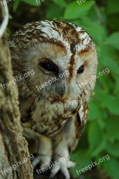 Owl Zhivotnyie Birds Nature Free Photos