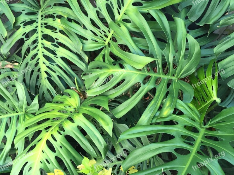 Green Leaves Nature Leaf Green Leaf