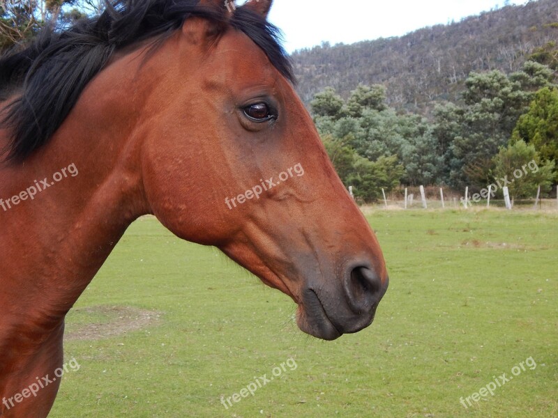 Horse Bay Horse Animal Rural Farm