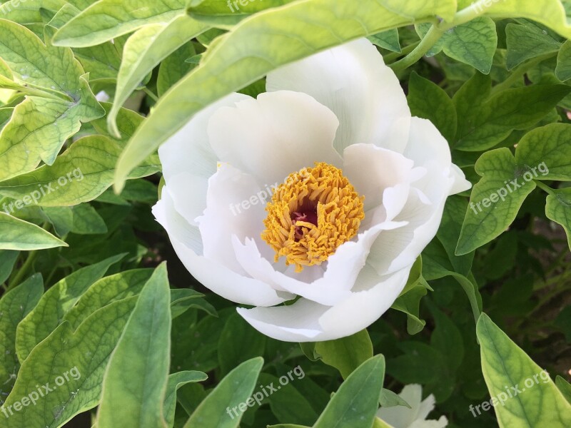 Peony Green Blossom Free Photos