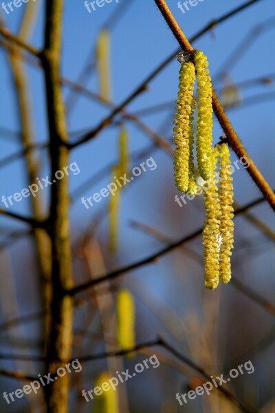 Spring Hazelnut Kitten Blossom Bloom