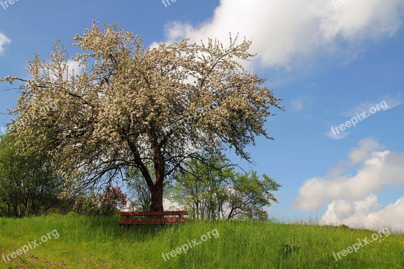 Bank Tree Nature Lone Bank Rest