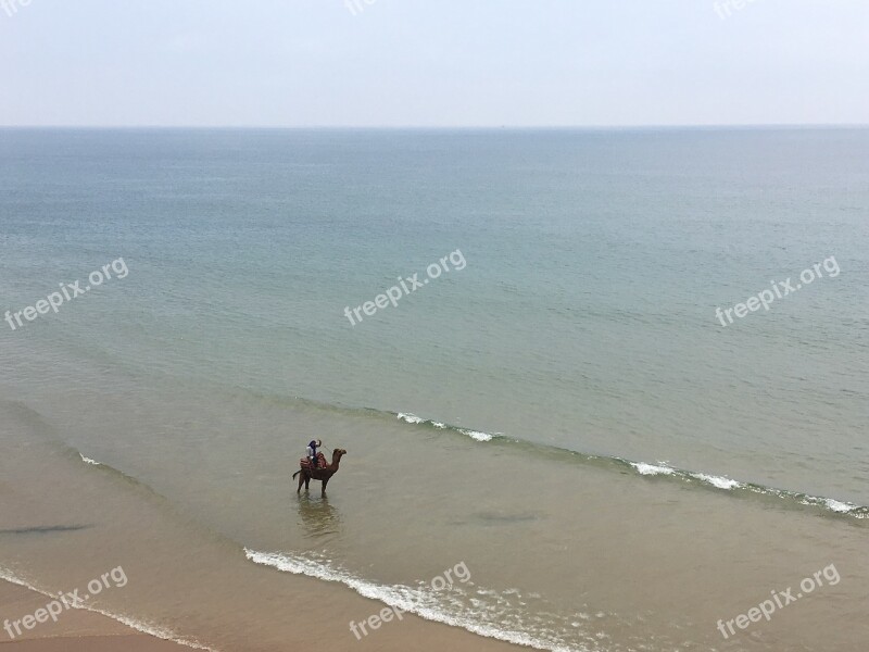 Camel Sea Morocco Wave Beach