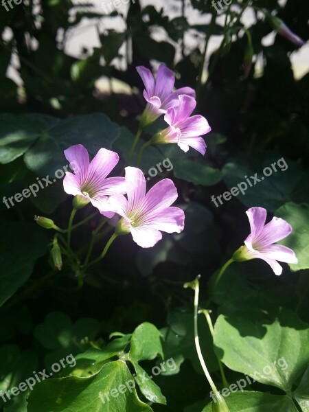 Clover Flower Chinese Village Purple Small Flowers Free Photos