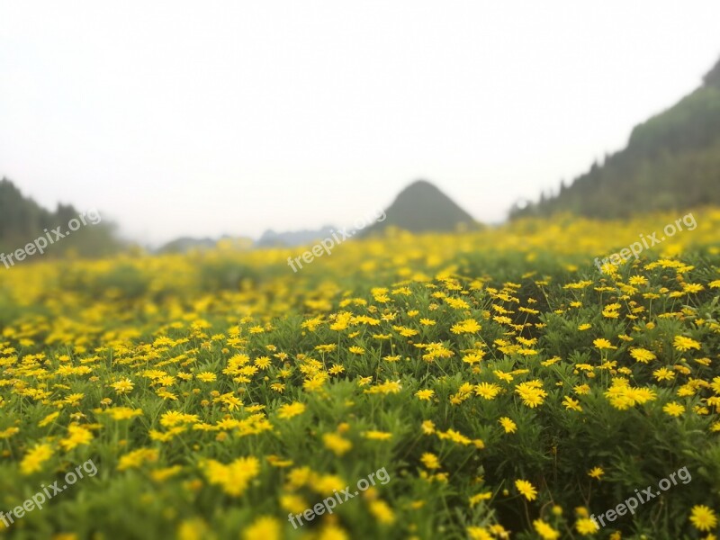 Yellow Daisy China Guizhou Sea Of Flowers Spring Country