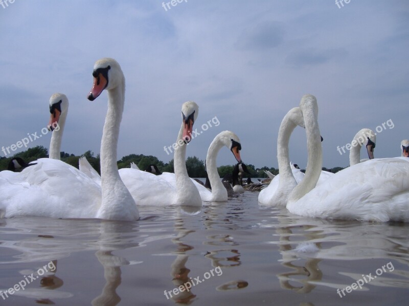 Swans Water Nature Bird Animal