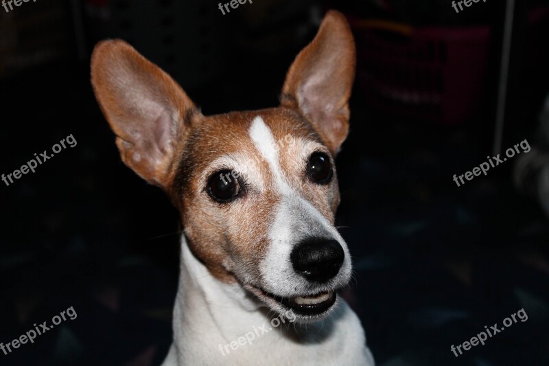 Jack Russell Terrier Dog Animal Portrait Spotted