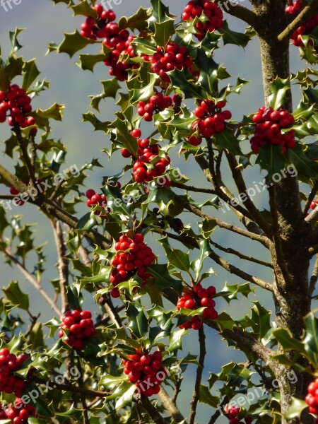 Holly Plant Nature Tree Red