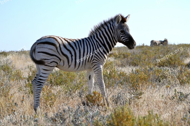 Zebra Baby Small Namibia Safari