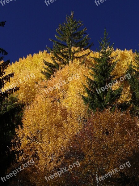 Larch Ubaye Fall Free Photos