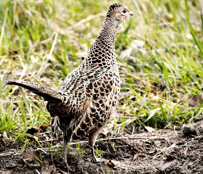 Pheasant Female Eye Plumage Meadow