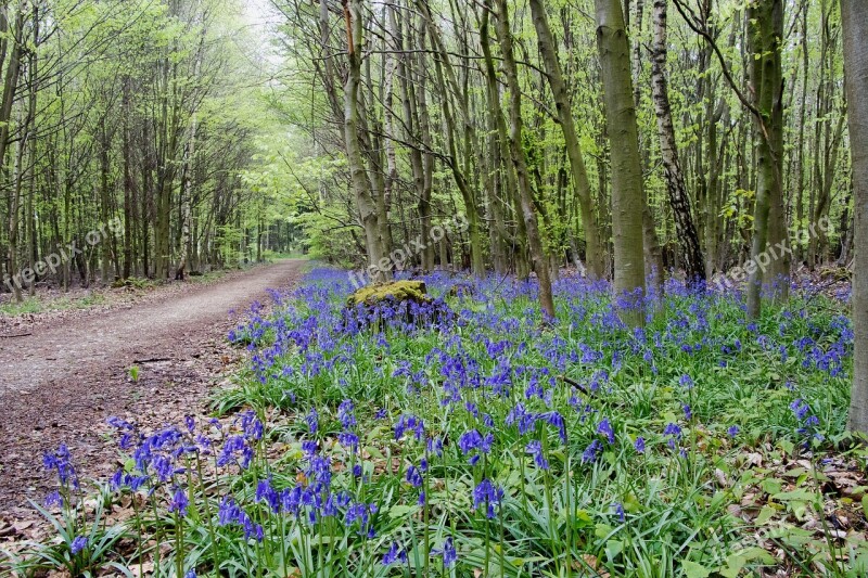 Forest Flowers Forest Flower Blossom Bloom