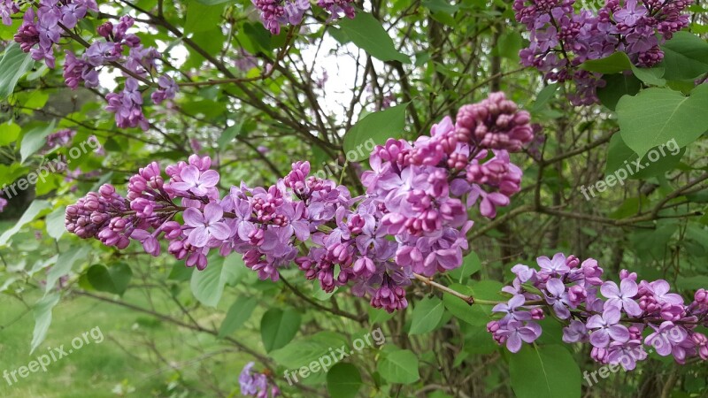 Lilac Flowers Purple Spring Garden