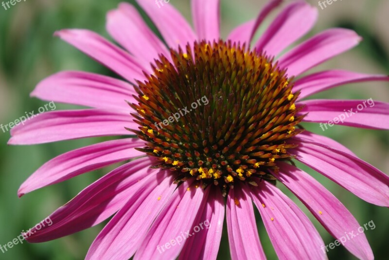 Pink Flower Garden Plant Macro