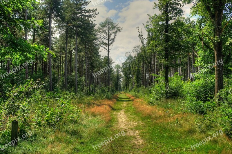 Polygons Forest Polygon Wood Flanders Polygoonbos First World War