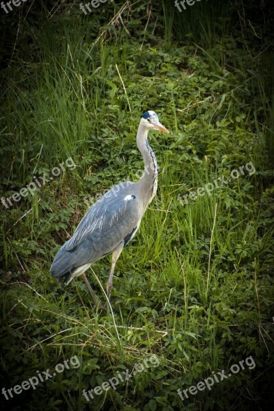 Bird Heron Nature Animals Grey Heron