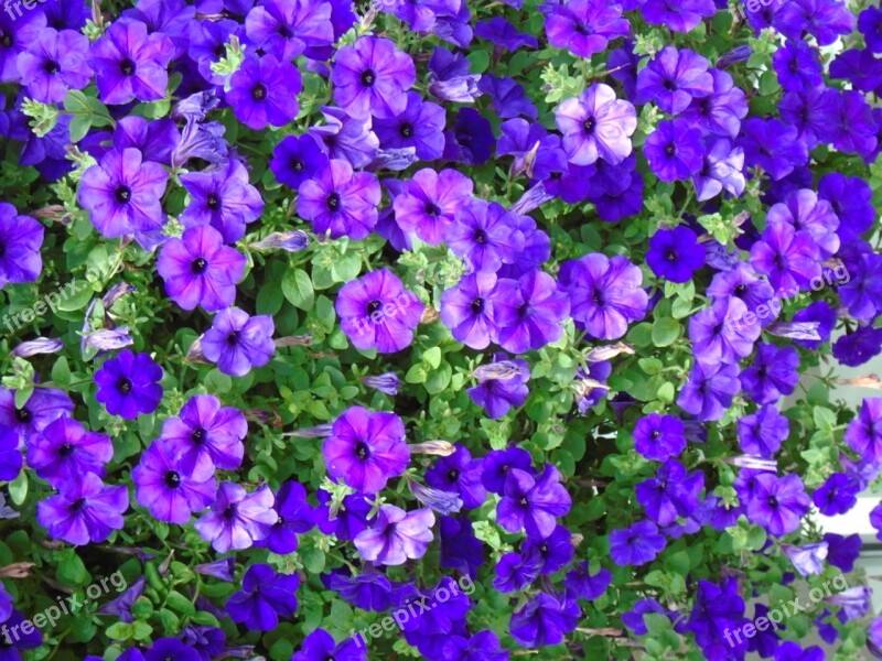 Impatiens Purple Plant Flower Garden