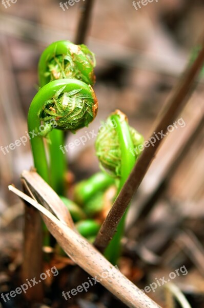 Fiddlehead Ferns Fiddle Fern Forest Wild