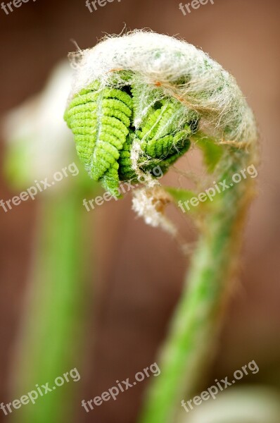 Ferns Fiddle Fern Forest Wild