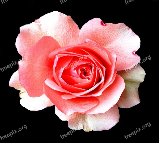 Rose Blossom Bloom Pink White Black Background