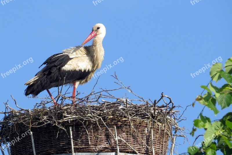 Bird Stork Nest Free Photos