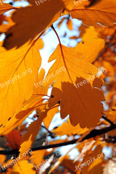 Foliage Autumn Nature Yellow Autumn Mood