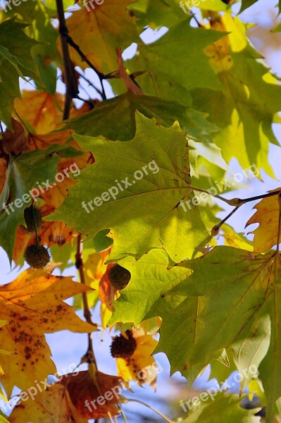 Holidays Autumn In The Fall Autumn Mood Foliage