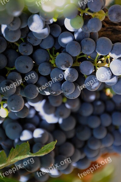 Fruit Grape Ripe Fruit Vintage Cluster Crop