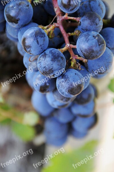 Fruit Blue Grape Nature Garden