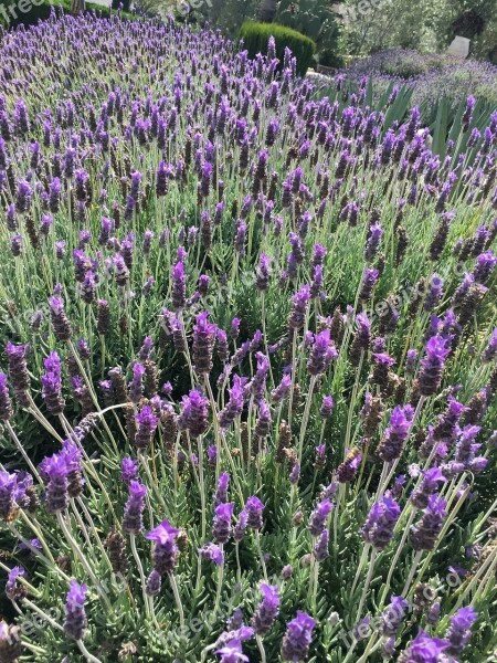 Lavender Field Green Landscape Plant