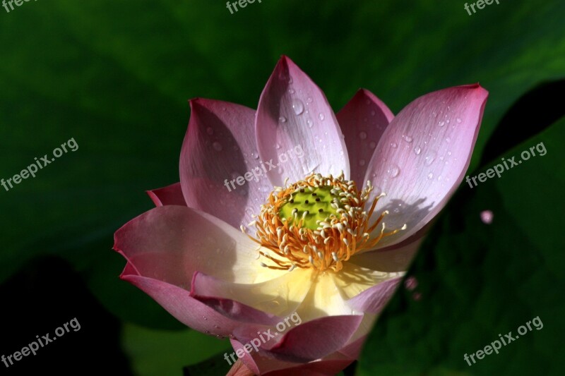 Dutch Lotus Plant Flowers And Plants Buddhism