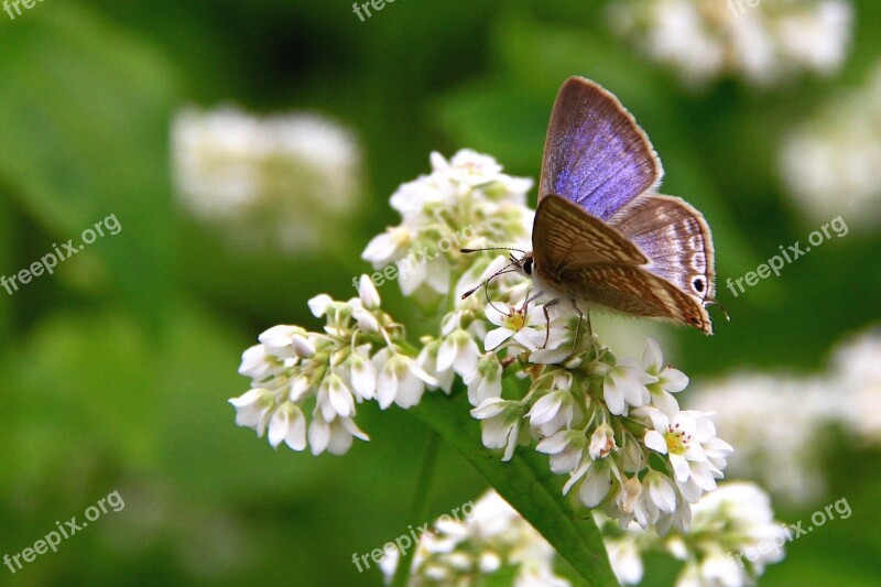 Corrugated Small Gray Butterfly Purple Flower White Quentin Chong