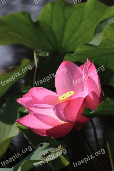 Lotus Buddhism Clear The Net Red Plant