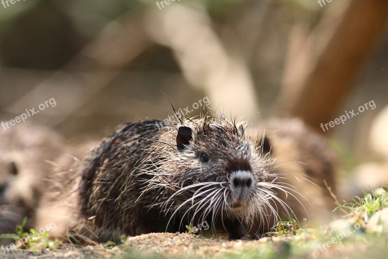 Nutria Animal Wild Rice Field Free Photos