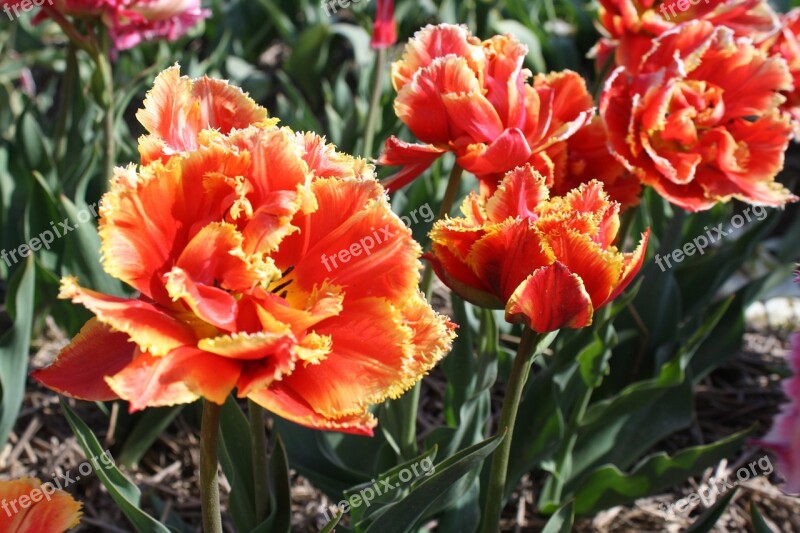 Tulip Flower Tulip Field Holland Bulb