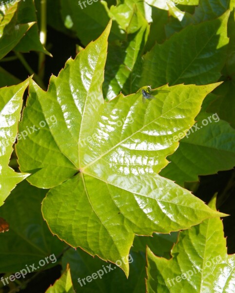 Leaf Spring Fresh Green First Leaves