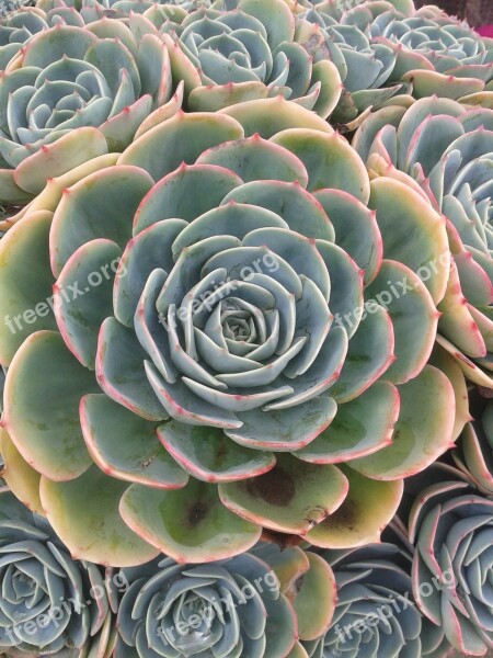 Succulent Plant Green Plant Green Garden