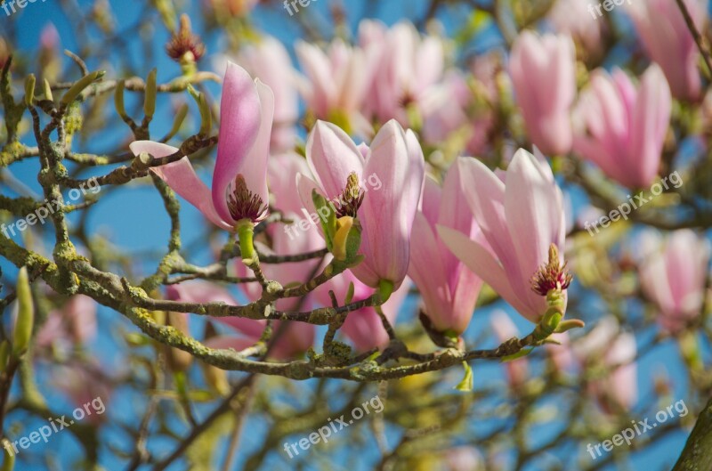 Magnolias Flowers Nature Garden Tree