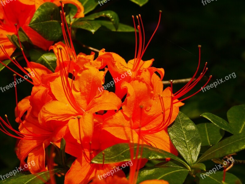 Rhododendron Blossom Bloom Orange Spring