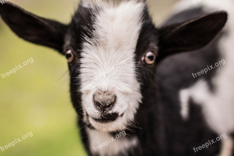 Kid Goat Baby Baby Goat Cute Goat