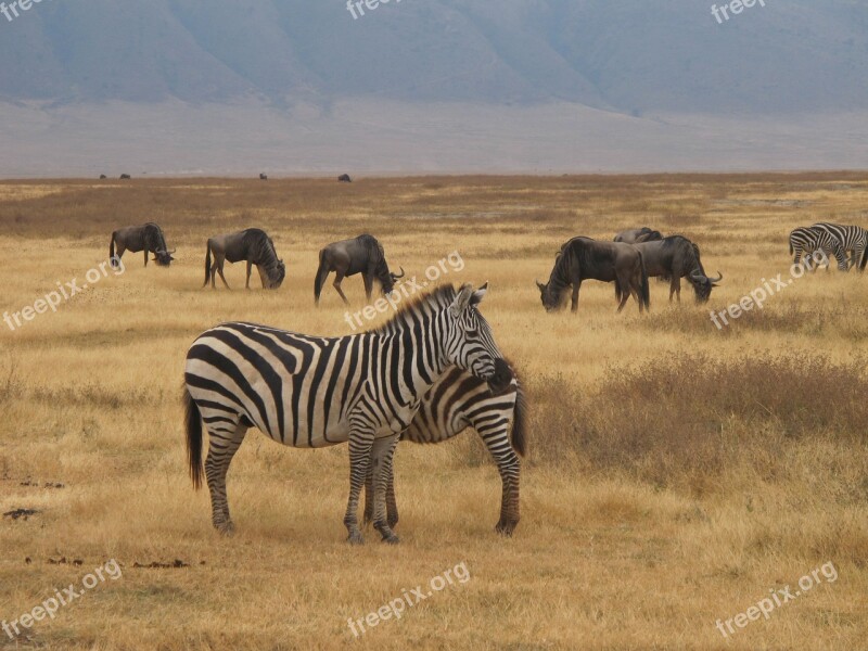 Zebra Safari Ngorongoro Nature Safari Travel