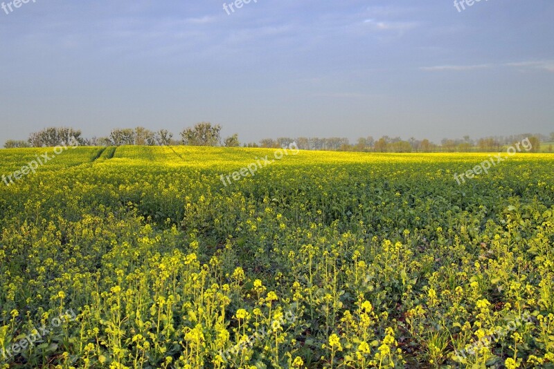 Rapeseed Field Agriculture Yellow Flowers