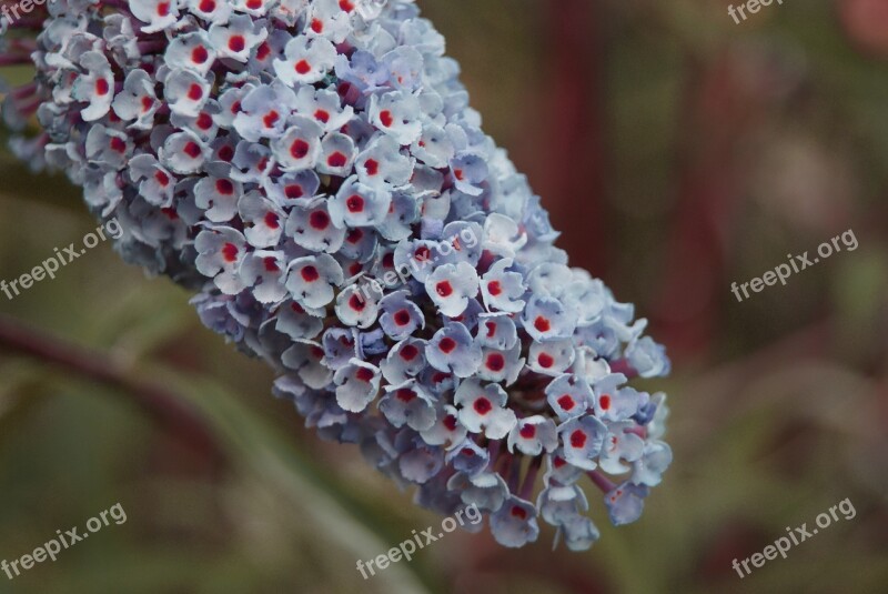 Flower Plant Nature Garden A Garden Plant