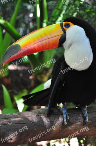 Tucano Bird Brazil Brazilian Fauna Nature