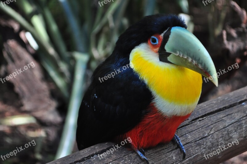 Tucano Bird Brazil Nature Large Spout