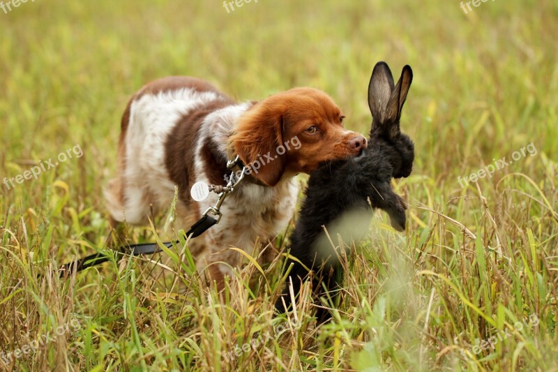 Dog Hunting Pointer Retrieve Rabbit