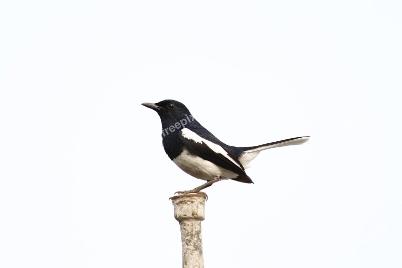 Birds Nature Magpie Wildlife Spring