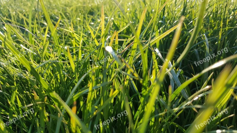 Grass Green Nature Meadow Summer